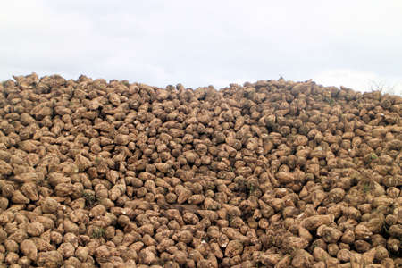 Hill of sugar beets on an agricultural fieldの写真素材