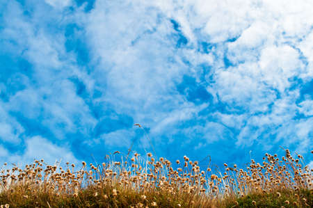 Typical flowers on a dune with blue sky and clouds
