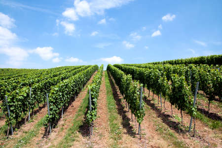 Green lines of wine in a vineyard in Germanyの写真素材