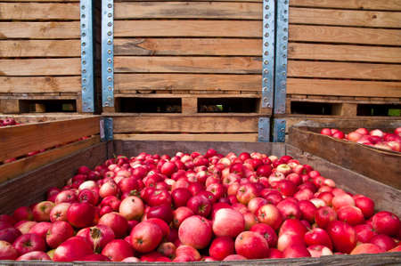 Red apple coolection in wooden boxes during harvestの写真素材