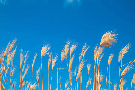 Fruits of the giant grass for boimass combustionの写真素材