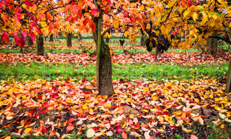 Colorful autumn mood in a vineyardの写真素材