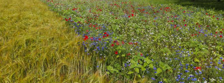 Agriculture field and a meadow with a lot of spring flowers