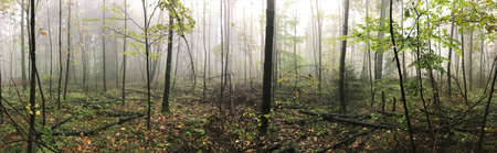 Small trees in a panoramic picture in the fog