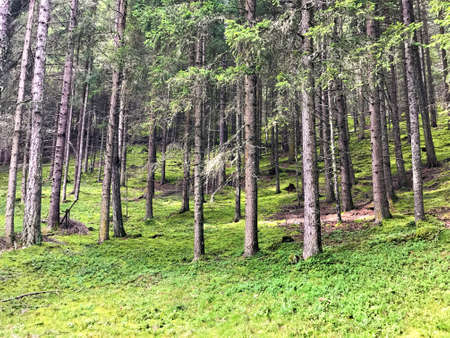 Trees on a hill with green mossの写真素材
