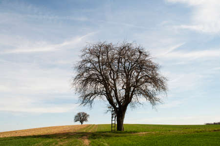 Trees with a ladder on a green agriculture fieldの写真素材