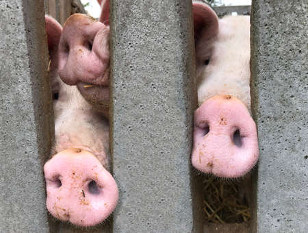 Pig with noses looking througn a concrete fence