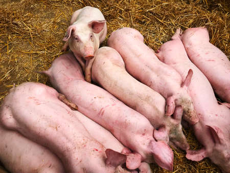 Young cute pig on hay in a staple behind a bunch of pigsの写真素材
