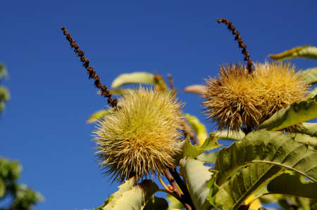 Ripe chestnuts on tree in the forest, Igualeja, Serrania de Ronda, Malaga Province, Andalucia, Spain, Western Europe の写真素材