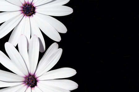 White Osteospermum flowers on a black background, Costa del Sol, Malaga Province, Andalucia, Spain, Western Europe の写真素材