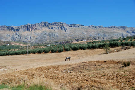 Horse grazing in field with El Torcal mountains to rea, Near Almogia, Costa del Sol, Malaga Province, Andalucia, Spain, Western Europe の写真素材
