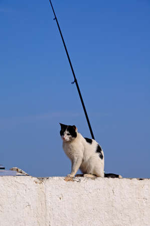 Cat sitting on wall by a fishing rod in the harbour, Puerto Cabopino, Costa del Sol, Malaga Province, Andalucia, Spain, Western Europe の写真素材