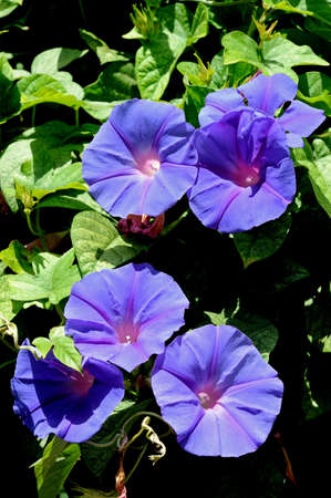 Purple Morning Glory flower in full bloom, Andalusia, Spain, Western Europe 