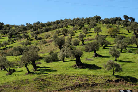 Olive trees on hillside, Guaro, Malaga Province, Andalusia, Spain, Western Europe の写真素材