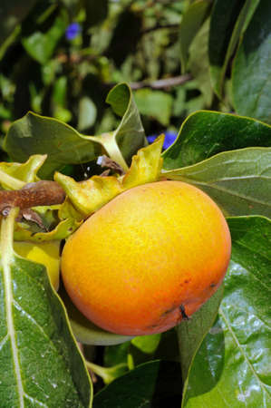 Ripe Persimmon fruit growing on tree, Andalusia, Spain, Western Europe  の写真素材