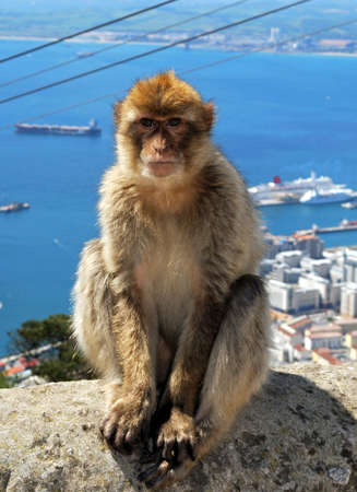 Barbaby Ape sitting on wall overlooking the port area, Gibraltar, UK, Western Europe の写真素材