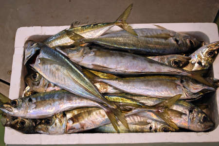 Freshly caught fish at the fish market in the harbour, Puerto de la Atunara, Costa del Sol, Cadiz Province, Andalusia, Spain, Western Europe の写真素材