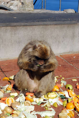 Barbary Apes  Macaca Sylvanus  eating raw fruit and veg, Gibraltar, UK の写真素材
