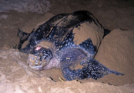 Leatherback Turtle laying eggs on Grafton beach, Tobago, Trinidad and Tobago, Caribbean, West Indiesの写真素材