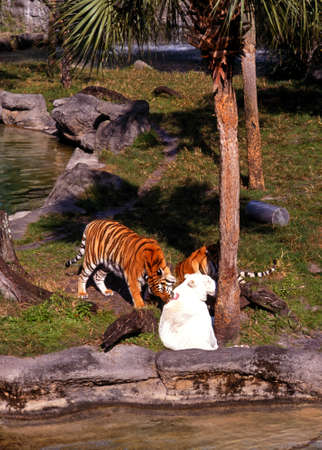 White and brown tigers, Tampa, Florida, USA の写真素材