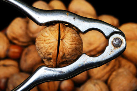 Walnut in a nutcracker, England, UK, Western Europe の写真素材