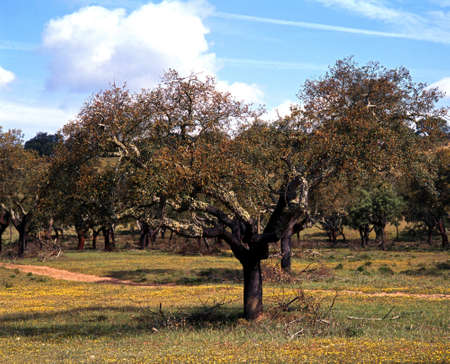 Cork Oak Tree, Alentejo region, Portugal, Western Europe 