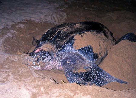 Leatherback Turtle coming ashore to lay eggs, Grafton beach, Tobago, Trinidad and Tobago, Caribean, West Indiesの写真素材