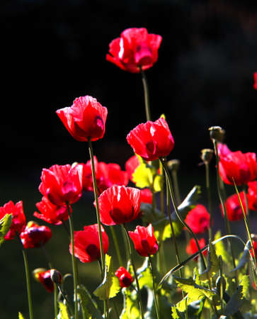 Poppies, England, UK, Western Europe の写真素材