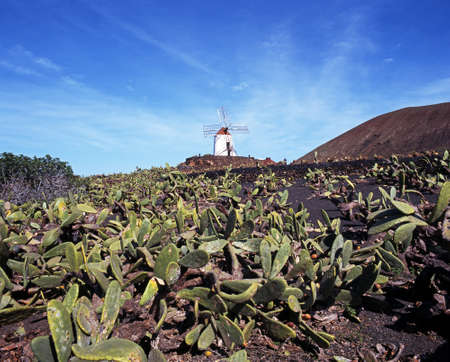  Jardin de Cactus    Prickly pear plantation open to the public, Guatiza, Lanzarote, Canary Islands, Spain  の写真素材