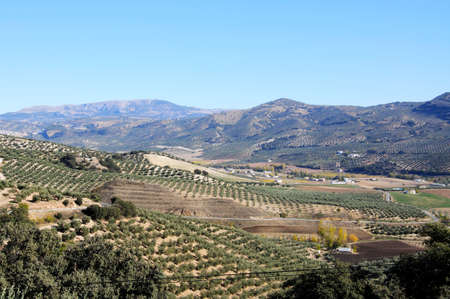 Olive groves, Montefrio, Granada Province, Andalucia, Spain の写真素材