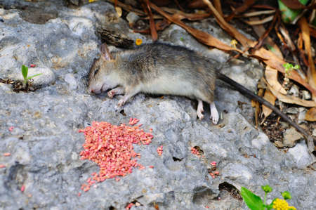 Dead rat lying on a rock by rat poison, Andalusia, Spain, Western Europe の写真素材