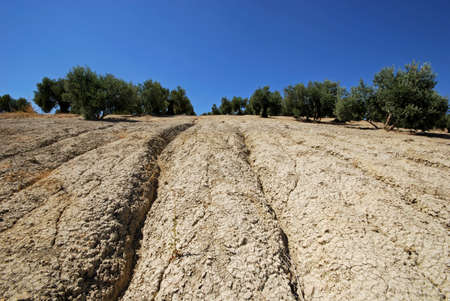 Olive groves on a slope with grooves for watering, Baeza, Jaen Province, Andalusia, Spain, Western...