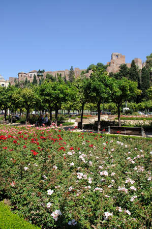 Malaga, Spain - June 14, 2011 - Gibralfaro castle  Alcazaba de Malaga  with the Jardines Pedro Luis Alonso in the foreground, Malaga, Costa del Sol, Malaga Province, Andalusia, Spain, Western Europe のeditorial素材