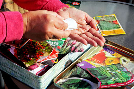 England, UK - January 25, 2012 - Woman shaking tomato seeds into palm of hand ready for sowing, England, UK, Western Europe のeditorial素材