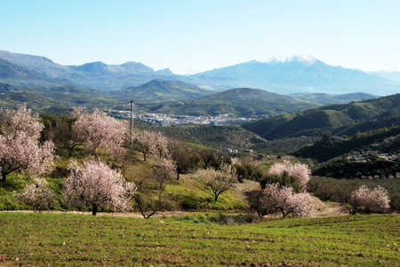 Almond tree in blossom with views towards the snow capped mountains, Colmenar, Costa del Sol, Malaga Province, Andalusia, Spain, Western Europe の写真素材