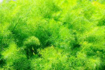 Young fresh asparagus fern background の写真素材