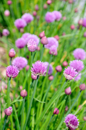 Flower heads of the Allium schoenoprasum の写真素材