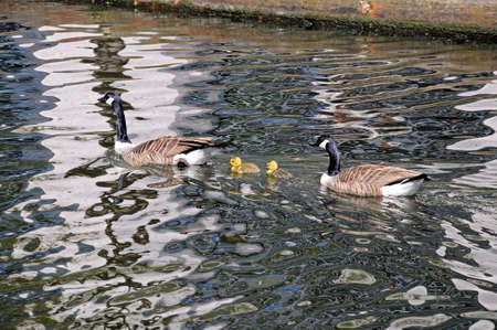 Canada Geese and goslings on the canal, Gas Street Canal Basin, Birmingham, West Midlands, England, UK, Western Europe の写真素材
