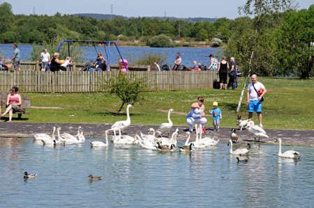 Chasewater, United Kingdom - May 17, 2014 - Family feeding swans in a pond, Chasewater Country Park, Staffordshire, England, UK, Western Europe のeditorial素材