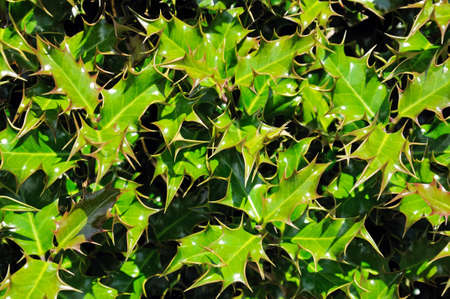 Vibrant Holly leaves の写真素材