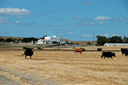 Bulls in field with a cortijo to the rear, Medina Sidonia, Cadiz Province, Andalusia, Spain, Western Europe の写真素材