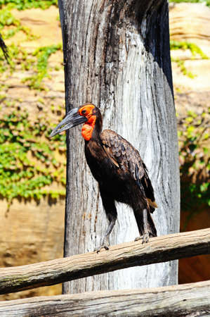 Southern Ground Hornbill or Cafer (Bucorvus Leadbeateri) standing on a log の写真素材