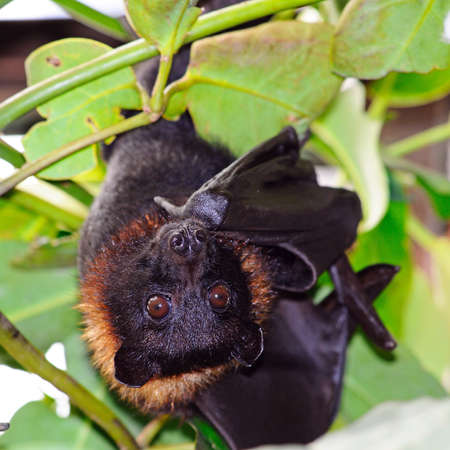 The Large Flying Fox (Pteropus Vampyrus) hanging upside down の写真素材