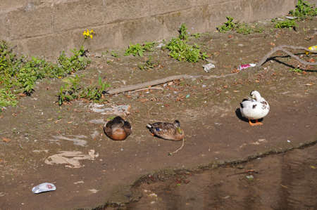 Derby, United Kingdom - July 17, 2014 - Ducks on riverbank with rubbish around them along the River Derwent, Derby, Derbyshire, England, UK, Western Europe.のeditorial素材
