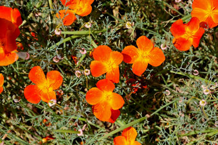 Orange Californian Poppies in bloom.