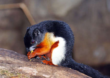 Asian tri-coloured squirrel (Callosciurus).の写真素材