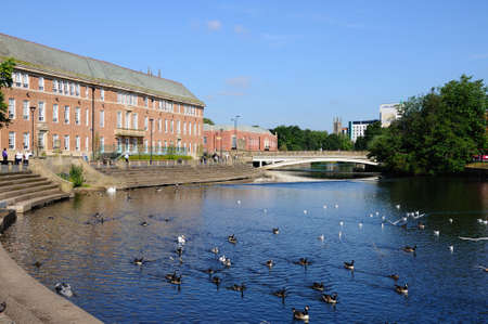 Derby, UK, - July 17, 2014 - Ducks and swans on the River Derwent with the Council House buildings to the rear, Derby, Derbyshire, England, UK, Western Europe.のeditorial素材