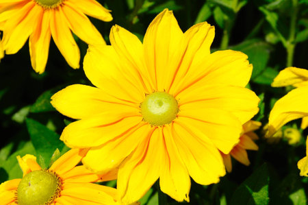 Pretty yellow flowersの写真素材