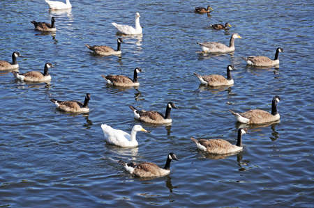 Canada Geese on the River Derwent, Derby, Derbyshire, England, UK, Western Europe.の写真素材