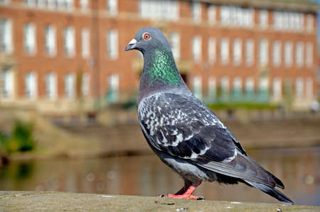 Pigeon standing on a wall along the River Derwent, Derby, Derbyshire, England, UK, Western Europe.の写真素材